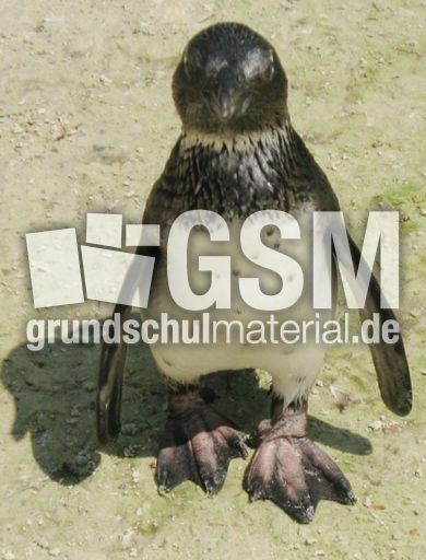 Brillenpinguin-050.jpg